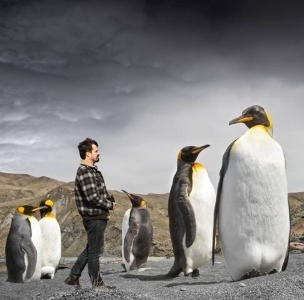 Colossal Penguin